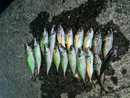 渋い中でも考えたアジング