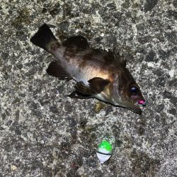 姫路メバリング｜渋いなりにアタリは多かった