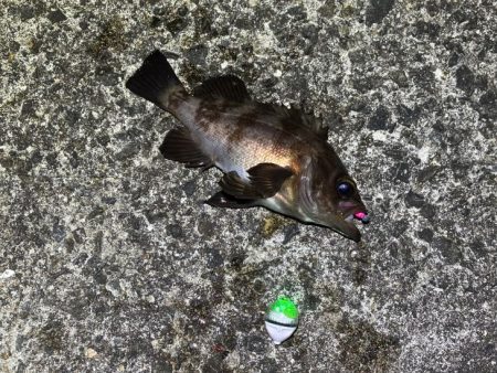 姫路メバリング｜渋いなりにアタリは多かった