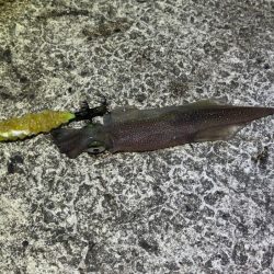 ヤリイカの群れ入り待ちが長い！