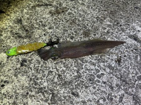 ヤリイカの群れ入り待ちが長い！