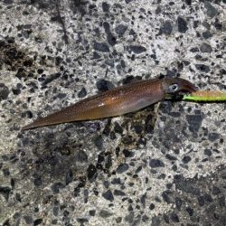 ヤリイカのウキ釣り｜大きな群れが入り遂に大爆釣！