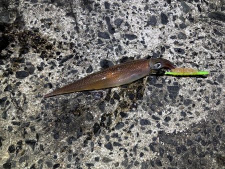 ヤリイカのウキ釣り｜大きな群れが入り遂に大…