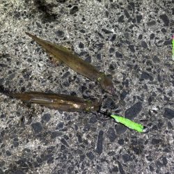 ヤリイカのウキ釣り｜大きな群れが入り遂に大爆釣！