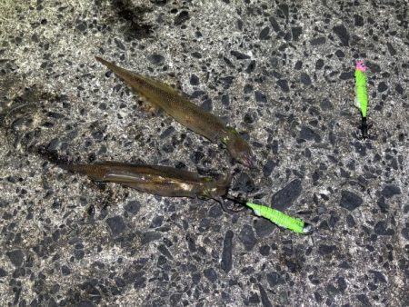 ヤリイカのウキ釣り｜大きな群れが入り遂に大…