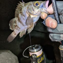 花冷えメバリング