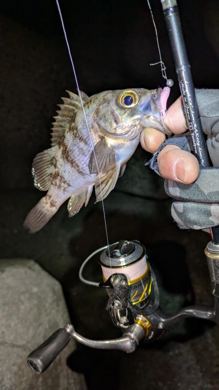 花冷えメバリング