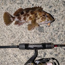 爆風メバリングのちガシリング