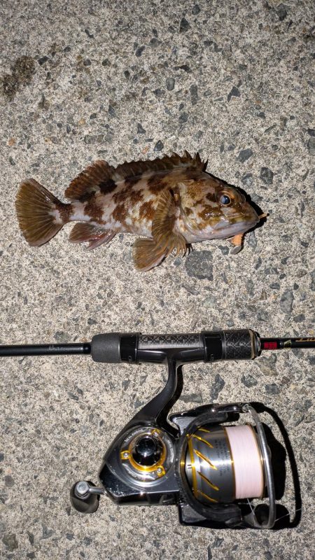 爆風メバリングのちガシリング