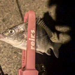 福田漁港ナイトライトゲーム