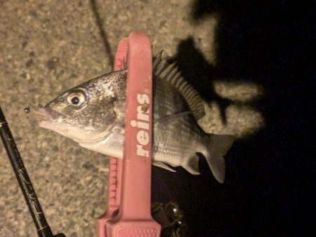 福田漁港ナイトライトゲーム