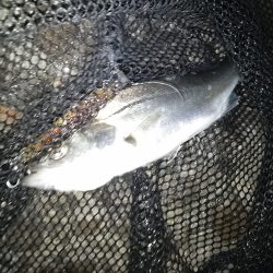 マニックスローが効いた？