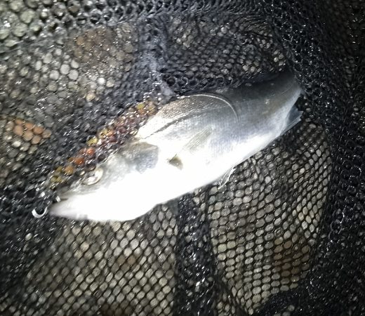 マニックスローが効いた？