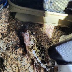 メバル見つけられず