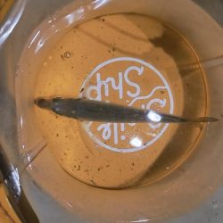 新しいロッドで初釣行☆