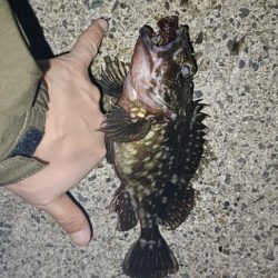 雨降れど水も滴る良いおチヌ