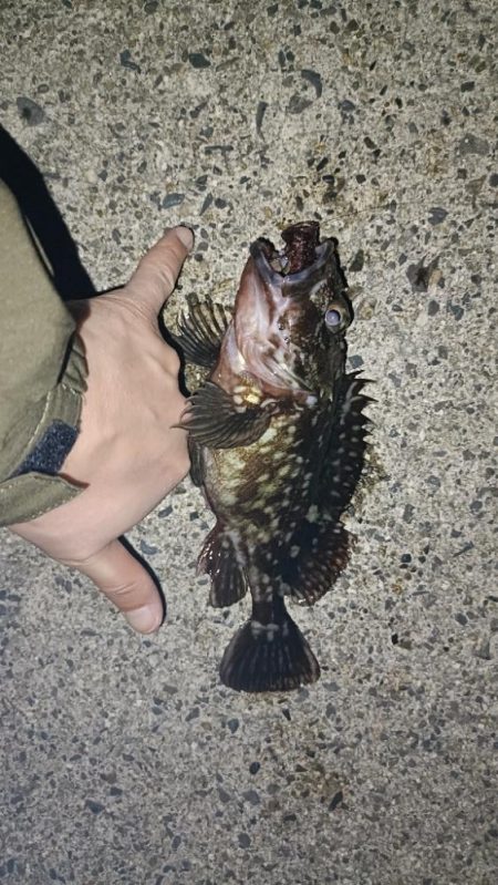 雨降れど水も滴る良いおチヌ