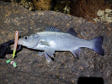 まだまだ渋い。