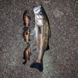 メバル＆シーバス