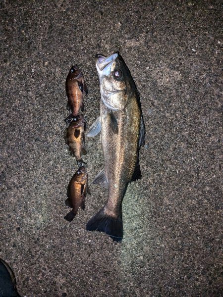 メバル＆シーバス