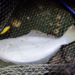 シーバスあかんかったけど満足