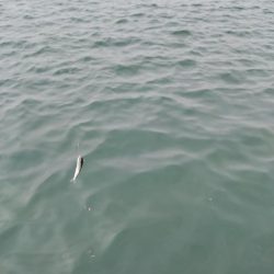 小サバ、メバル