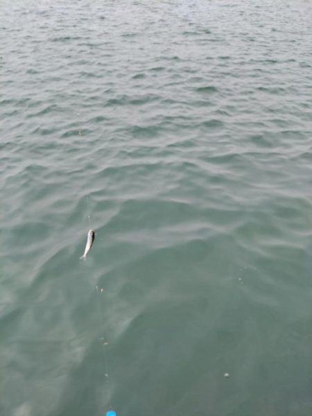 小サバ、メバル