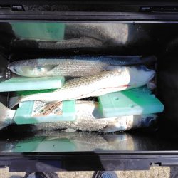 25アルテグラ入魂