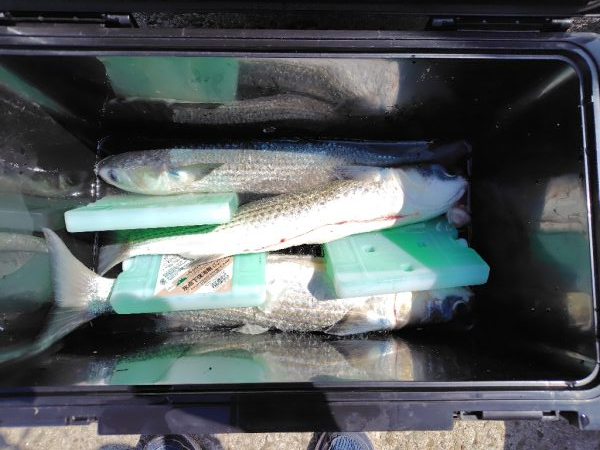 25アルテグラ入魂