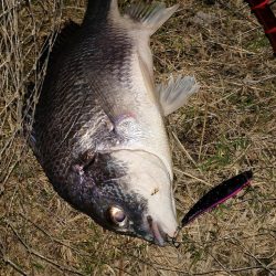 カラーローテーション