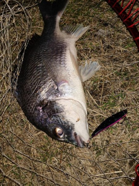 カラーローテーション