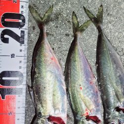 アジングっぽいこと