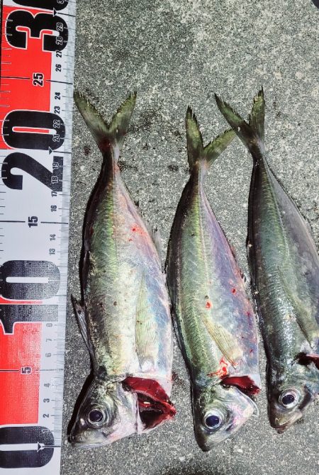 アジングっぽいこと