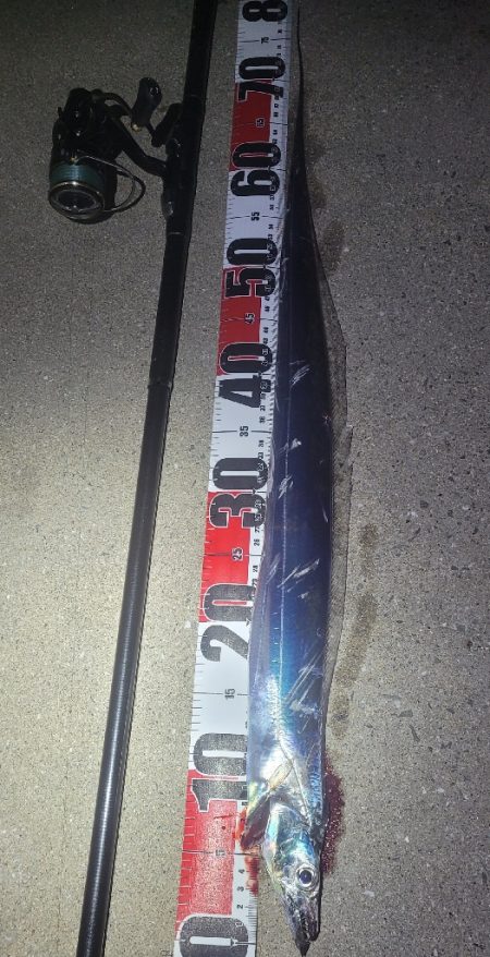 連日の春タチウオresearch