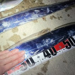 3度目になる春の太刀魚チャレンジ