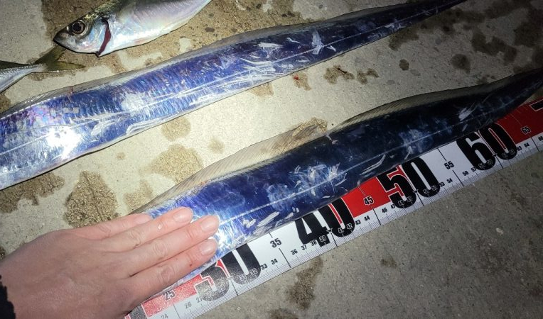 3度目になる春の太刀魚チャレンジ