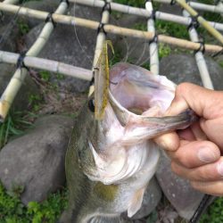 パワーフィネスとサカマタで3本