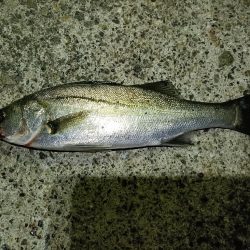 久しぶりのシーバス釣行