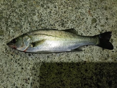 久しぶりのシーバス釣行