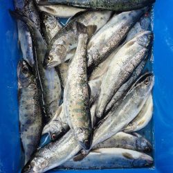 放流翌日昼からやけど結構出ましたよ