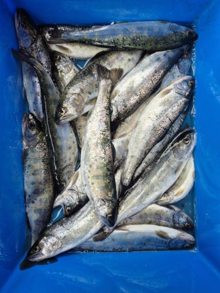 放流翌日昼からやけど結構出ましたよ