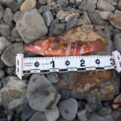 陸っぱり釣行記