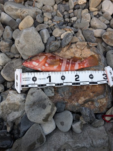 陸っぱり釣行記