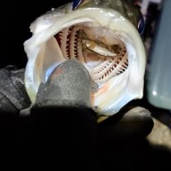 1ヶ月ぶりの釣果