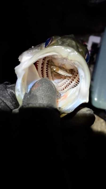 1ヶ月ぶりの釣果