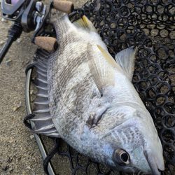 海チニングwithショアレッド