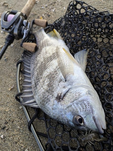 海チニングwithショアレッド