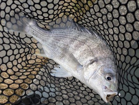 広島海チニング開拓行脚