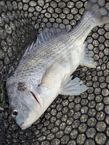 春爆チニングin呉