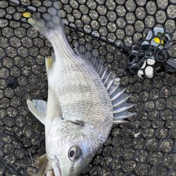 春爆継続広島チニング！